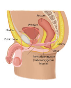 male genitals showing PC muscle