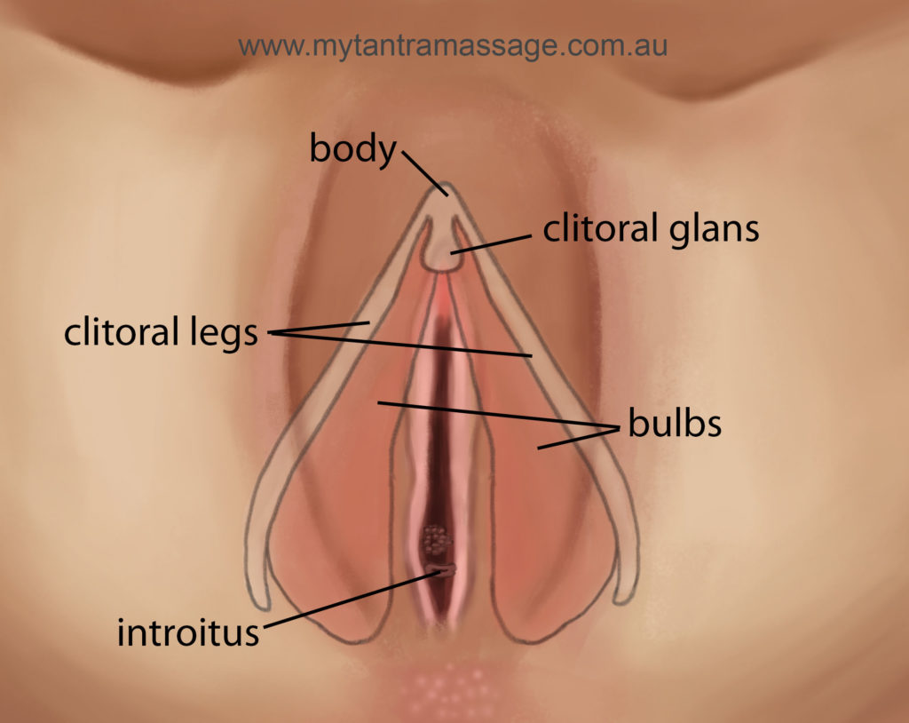 Five Things You Should Know About The Clitoris